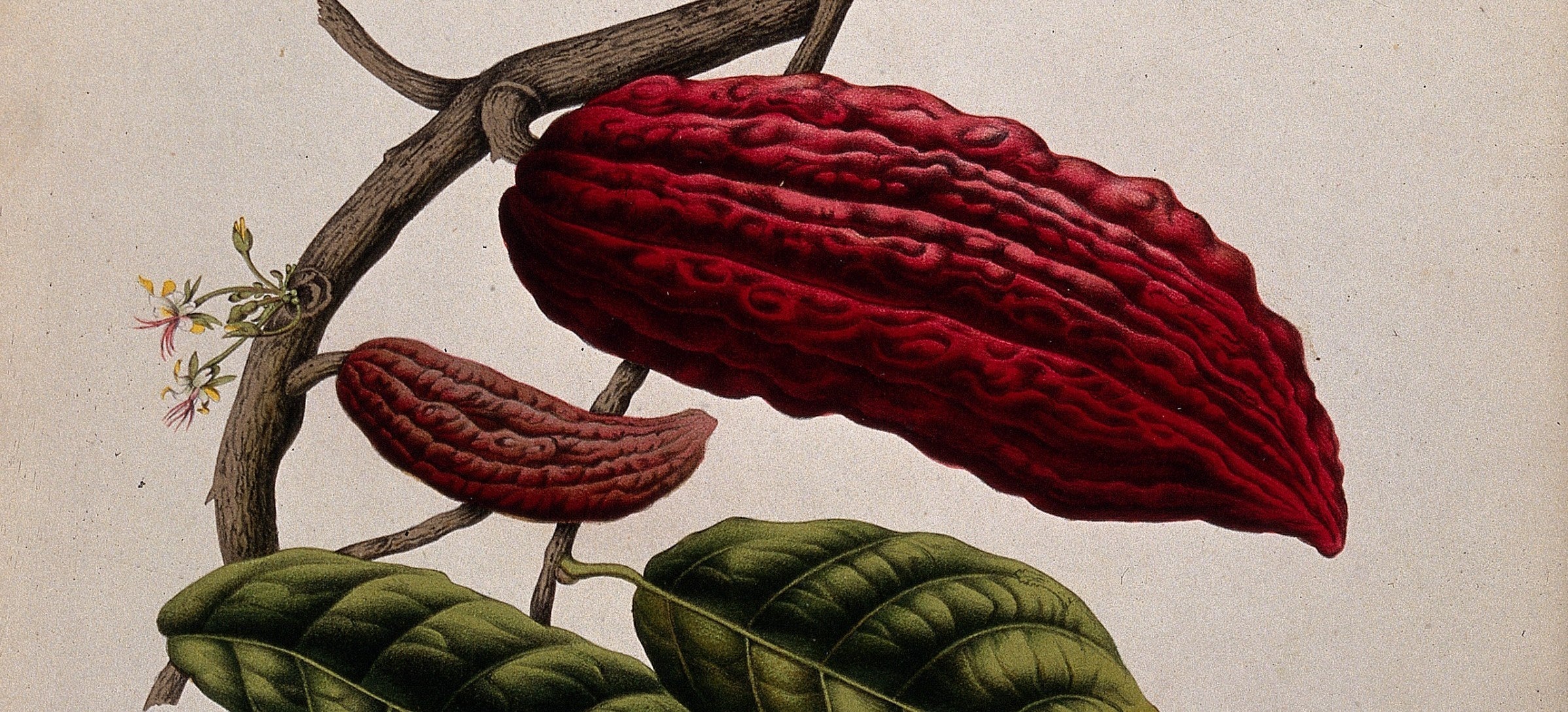 Crimson cacao pods on a branch, painted from nature by Berthe Hoola van Nooten, chromolithograph, circa 1880