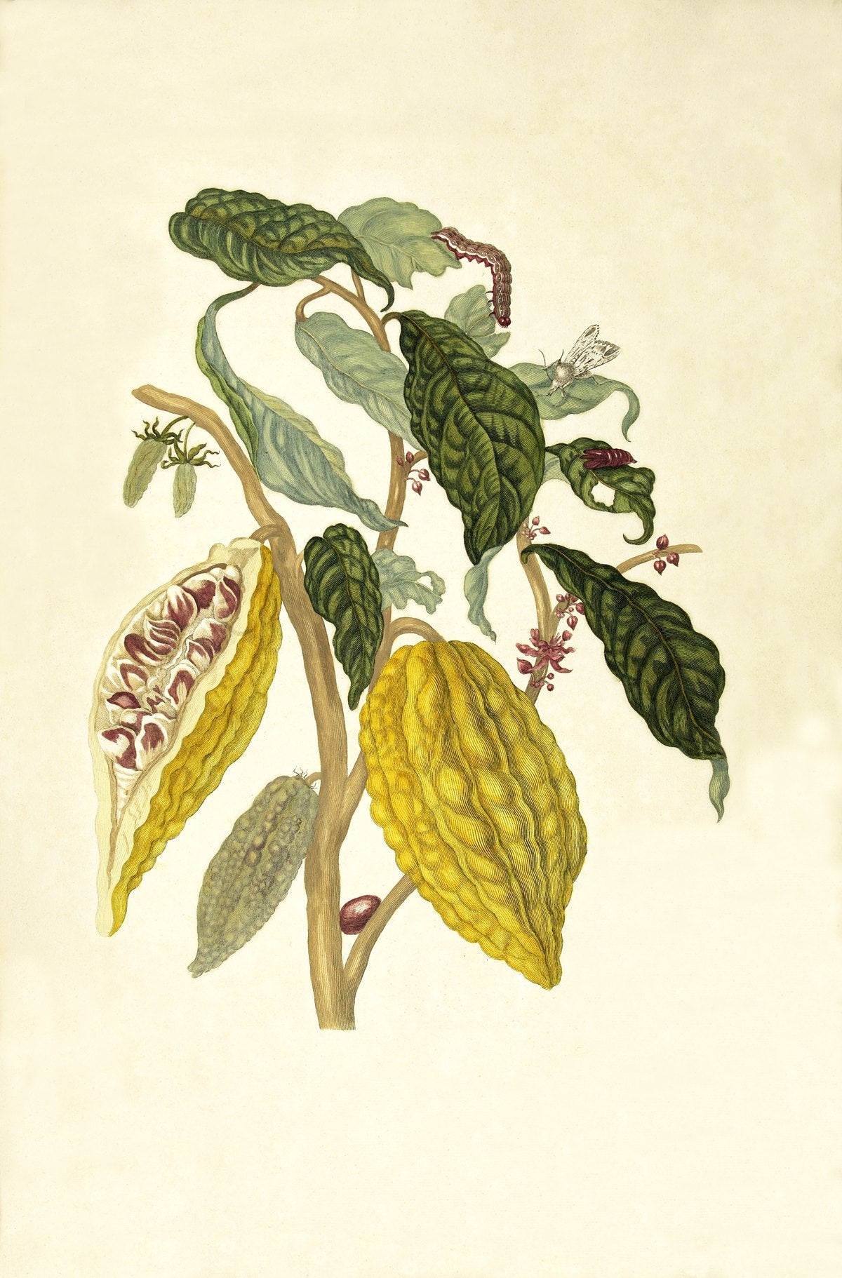 Cacao branch with pods, flowers, caterpillar and moth, by Maria Sibylla Merian, Surinam, 1705, plate XXVI