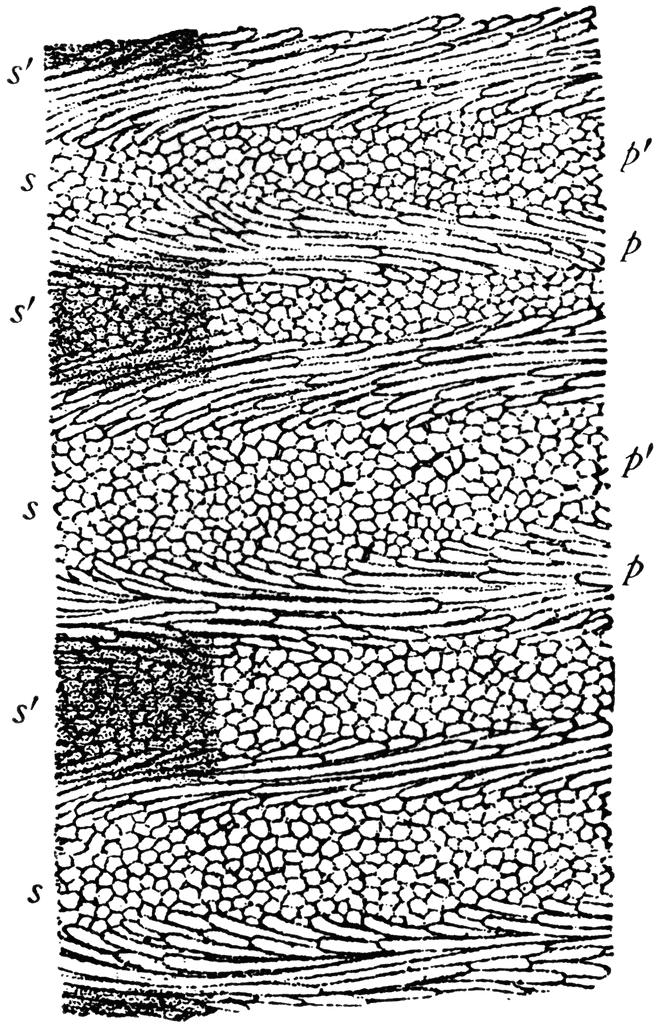 Vintage microscopic drawing of enamel structure, fibrous layers beside granular mineral
