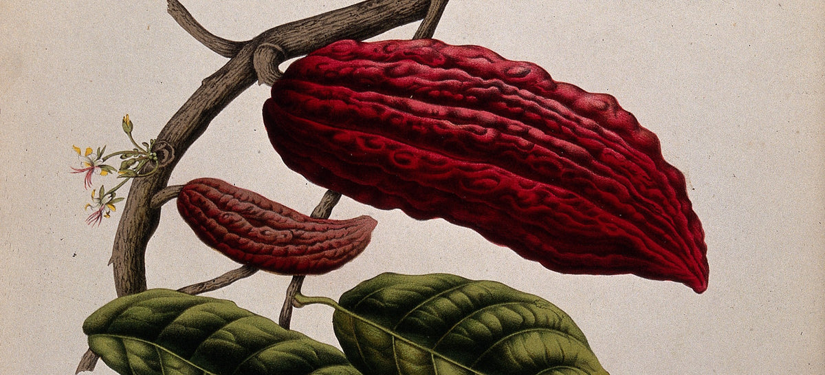 Crimson cacao pods on a fruiting branch, Berthe Hoola van Nooten, chromolithograph, circa 1880